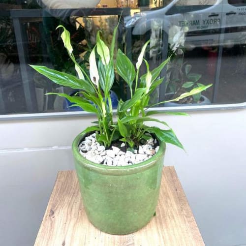 Growing Joy